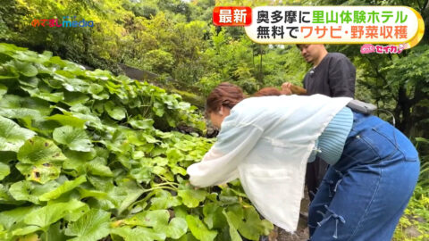井上清華_めざましテレビ_20250619_035