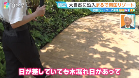 若林有子_ひるおび_20250725_003