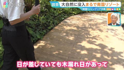 若林有子_ひるおび_20250725_004